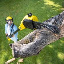 Best Lawn Renovation and Restoration  in Slater Marietta, SC