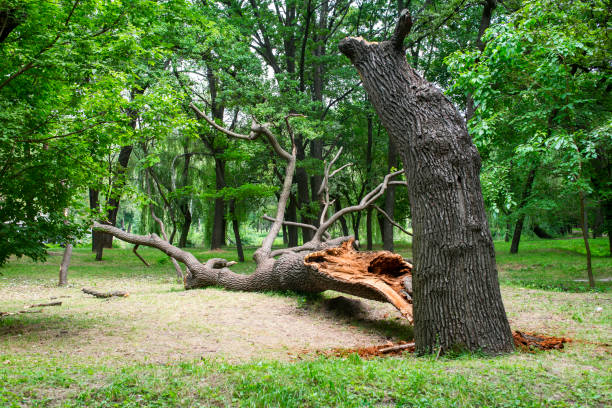 Best Hazardous Tree Removal  in Slater Marietta, SC