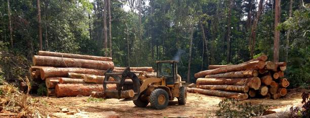 Trusted Slater Marietta, SC Tree Care Experts