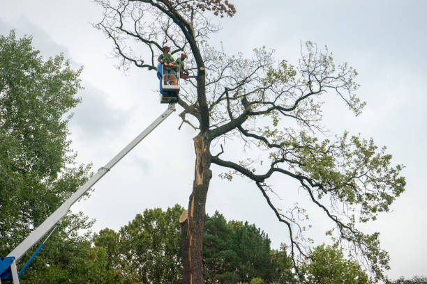 How Our Tree Care Process Works  in  Slater Marietta, SC