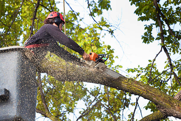 Best Lawn Maintenance Plans  in Slater Marietta, SC