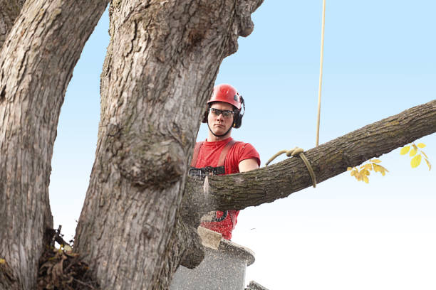 Best Tree Maintenance Programs  in Slater Marietta, SC