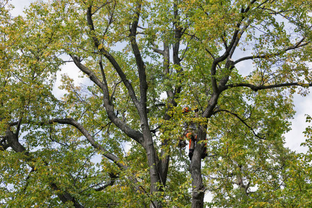 Best Utility Line Clearance  in Slater Marietta, SC